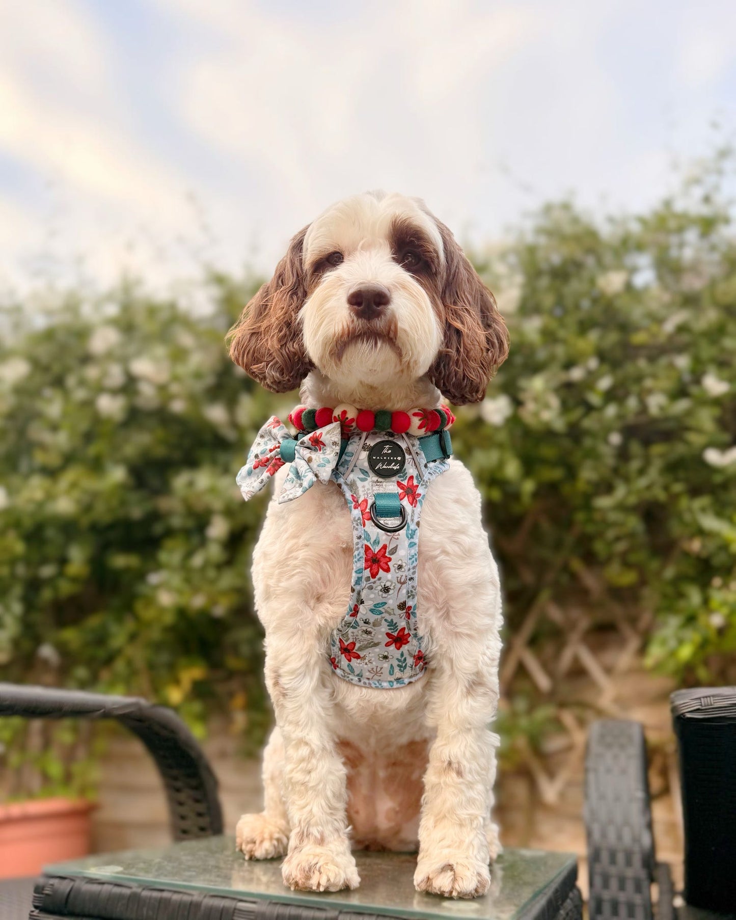 Poinsettia Woods Tough Trekker plushcore Harness