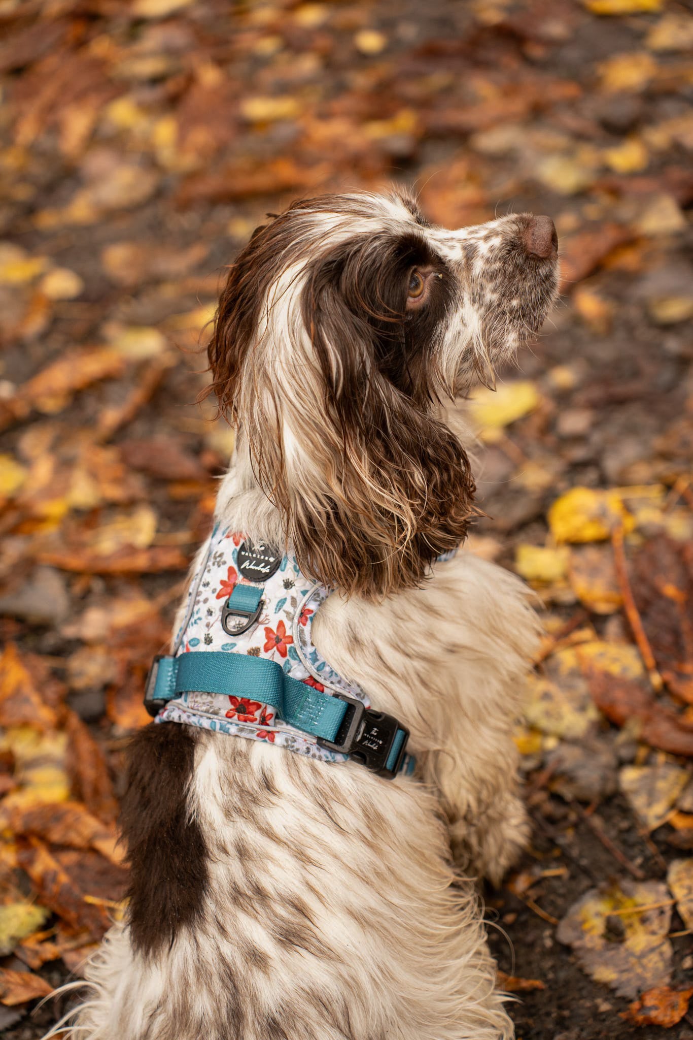 Poinsettia Woods Tough Trekker plushcore Harness