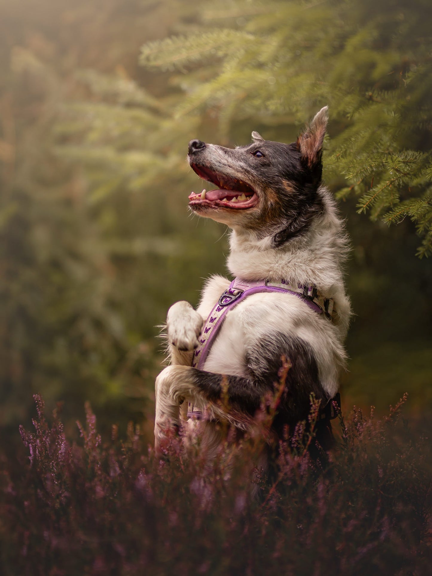 Y-Flex Pro harness- Beautiful Becoming