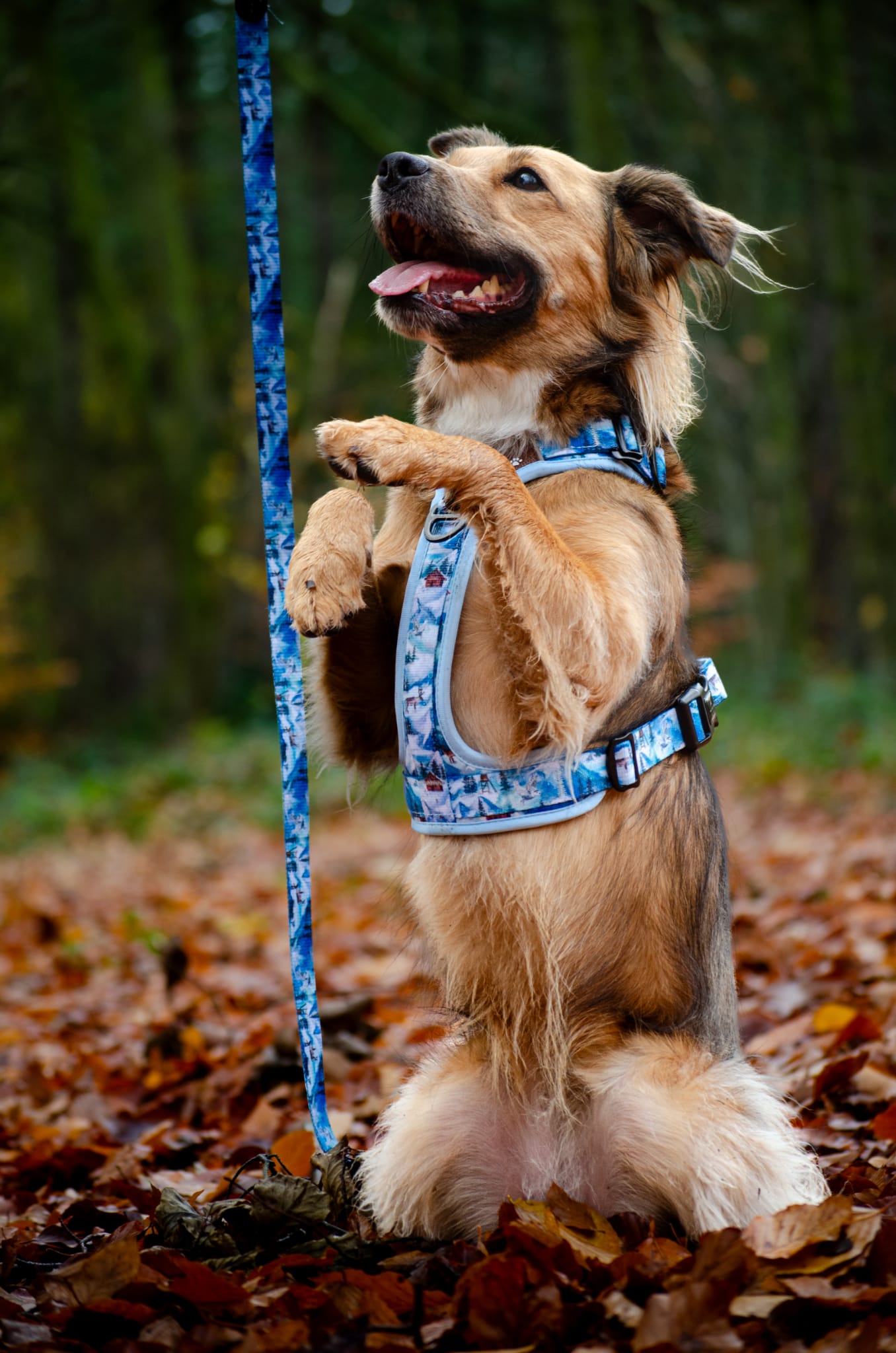 Frosted Peaks Y-Flex Pro harness