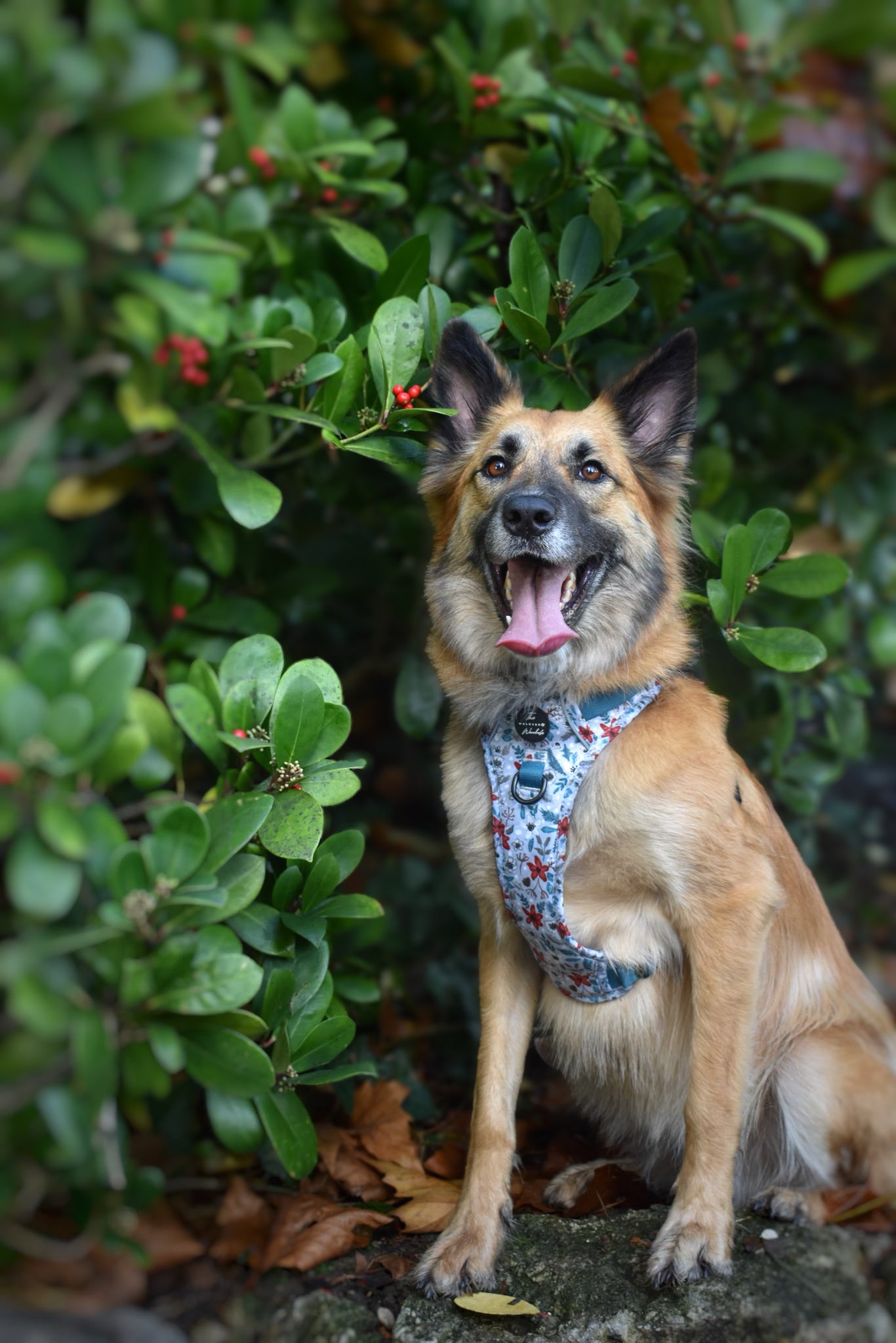 Poinsettia Woods Tough Trekker plushcore Harness