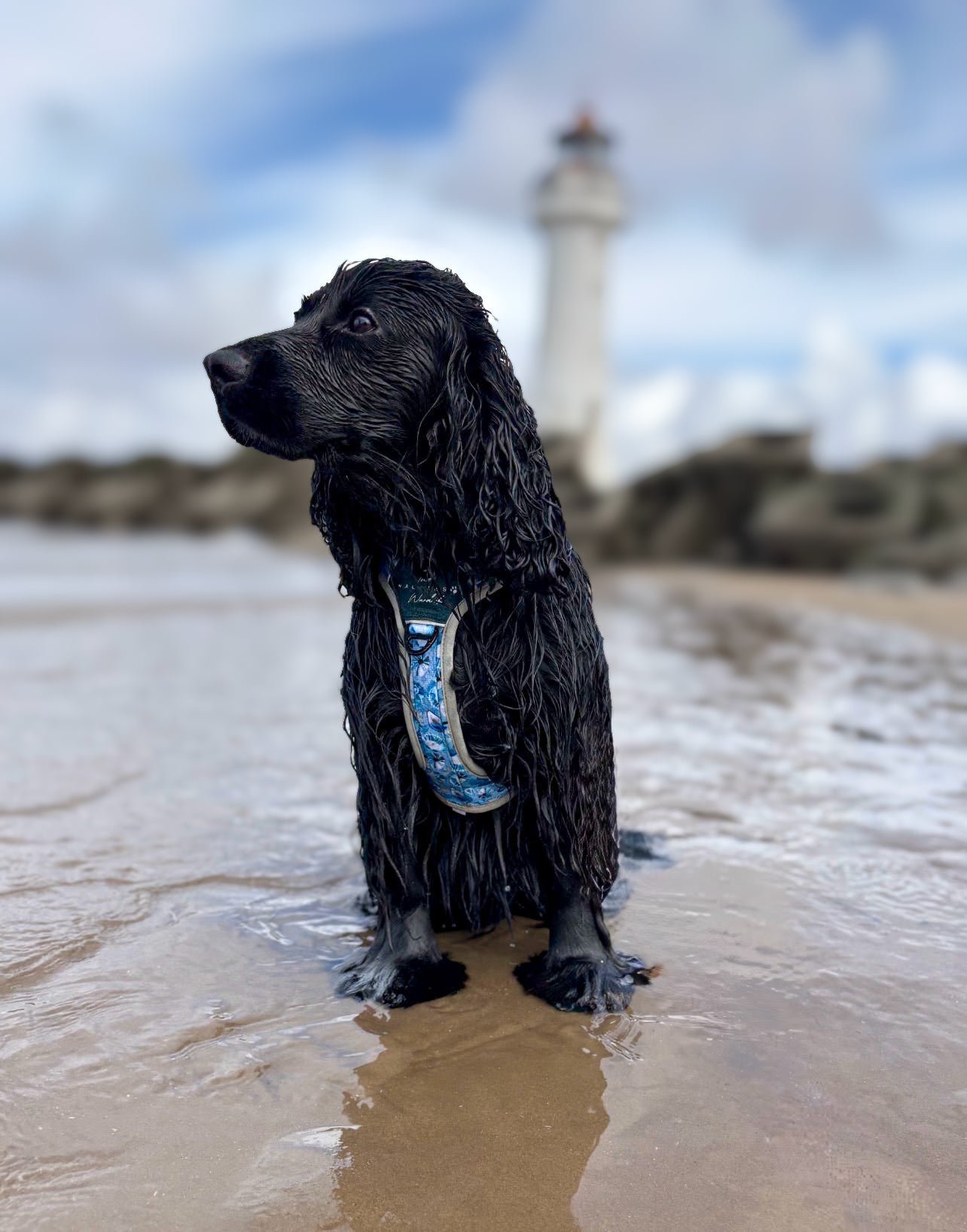 Seashell Symphony Y-Flex Pro ™ harness