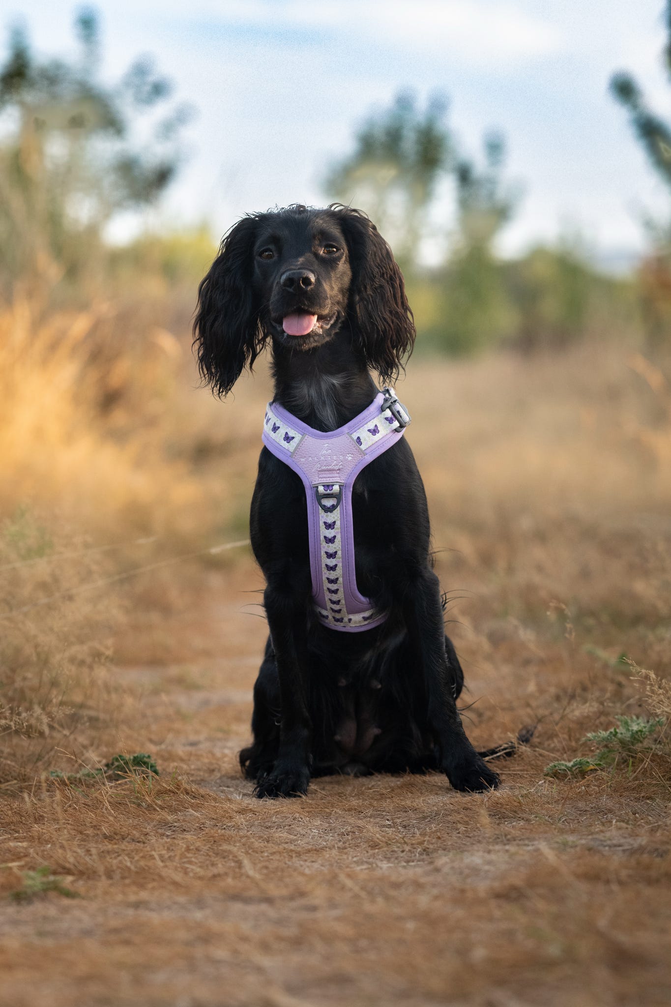 Y-Flex Pro harness- Beautiful Becoming