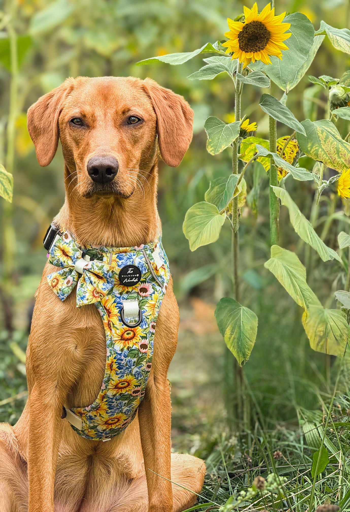 Follow the Sun Tough Trekker plushcore ™ Harness